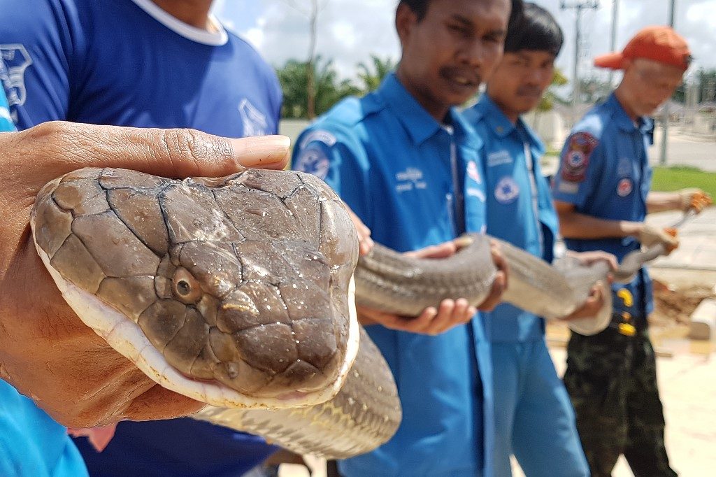 13-foot king cobra captured from sewer in Thailand