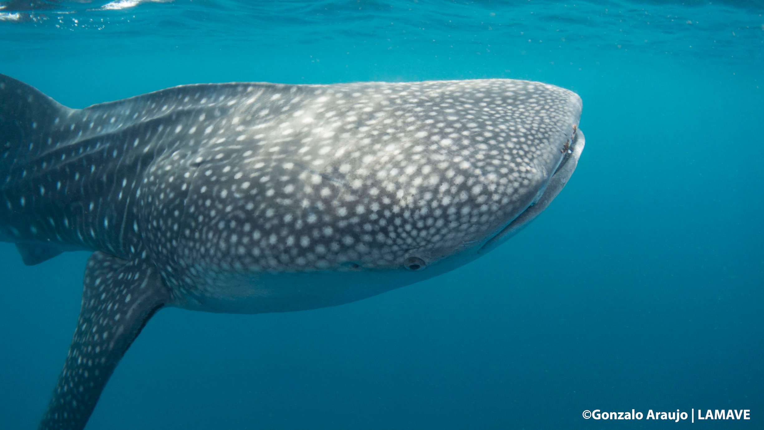 900th whale shark found in the Philippines