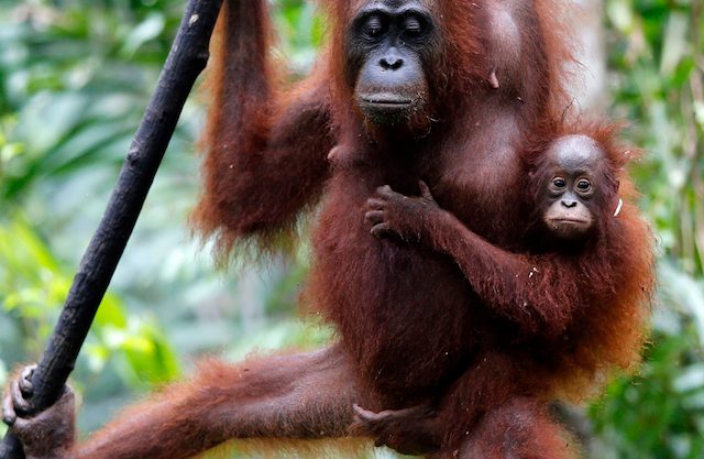 ORANGUTAN. Bayi orangutan bersama induknya di Taman Nasional Tanjung Putih, Kalimantan, 2 September 2013. Foto oleh Barbara Walton/EPA 