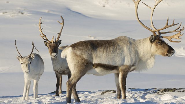 Climate change blamed for deaths of 200 Arctic reindeers