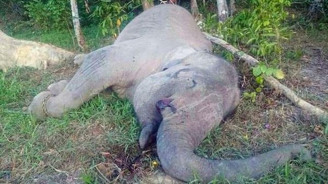 Endangered Sumatran elephant found with leg almost severed by rope