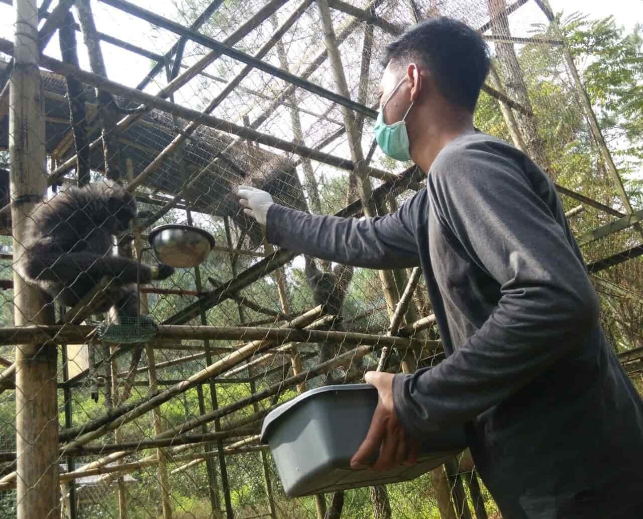 Selain Surili, Pusat Primata Jawa (PRPJ) juga mengasuh Owa Jawa dan Lutung Jawa. Foto oleh Agung Fatma Putra/Rappler 