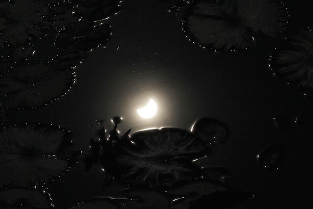 SURABAYA. Refleksi gerhana matahari terlihat di kolam yang dipenuhi bunga teratai di Surabaya, Jawa Timur, Rabu (9/3). Fenomena alam gerhana matahari tersebut telihat sebagian (parsial) untuk di wilayah Surabaya. Foto oleh Suhartono/Surabaya 
