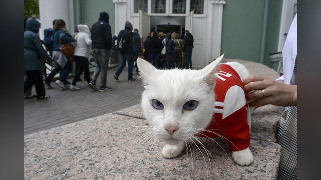 Achilles the Cat, Russia’s deaf but highly gifted World Cup soothsayer