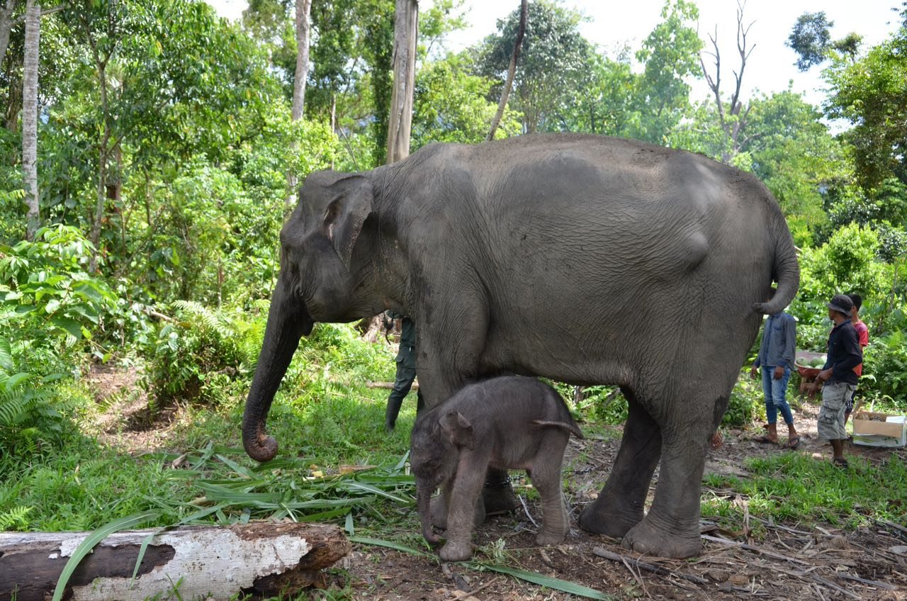 Baru lahir, bayi gajah ini dinamai Intan Setia oleh Gubernur Aceh