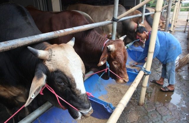 Indonesia berniat untuk capai swasembada sapi dari produksi dalam negeri, bukan melalui mekanisme impor. Foto oleh Adi Weda/EPA  