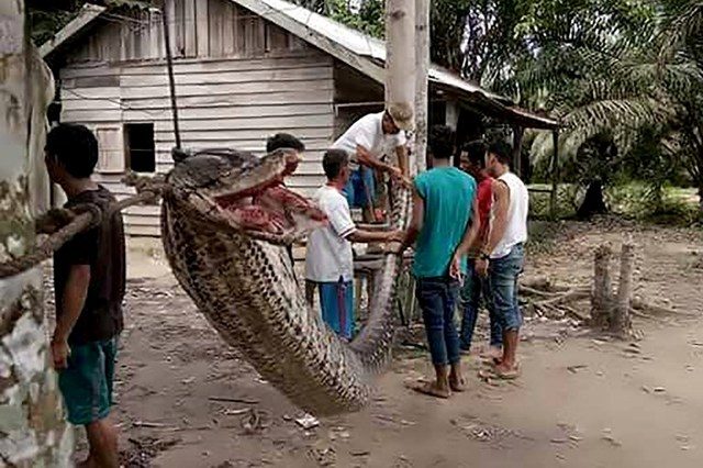 Gigit pria di Riau, ular piton besar jadi santapan warga