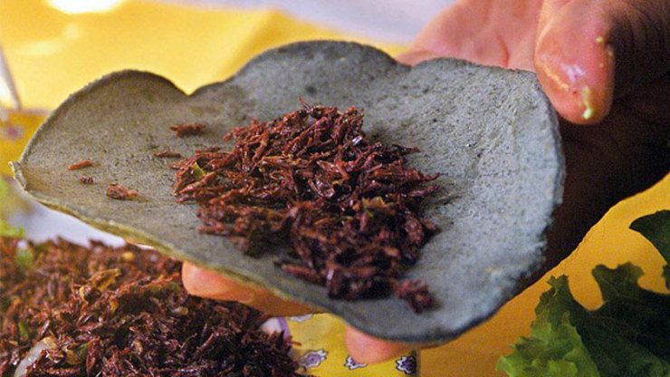 DR Congo’s insect cuisine: Nutritious and delicious