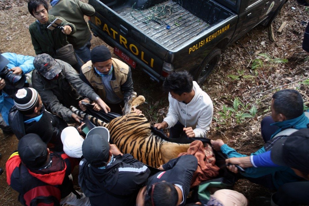 Indonesia reports another suspected Sumatran tiger poisoning
