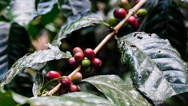 WATCH: Keeping the organic coffee farming tradition in Sagada alive