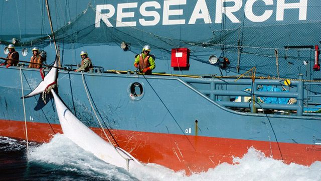 Japan whaling town sued by dolphin activists