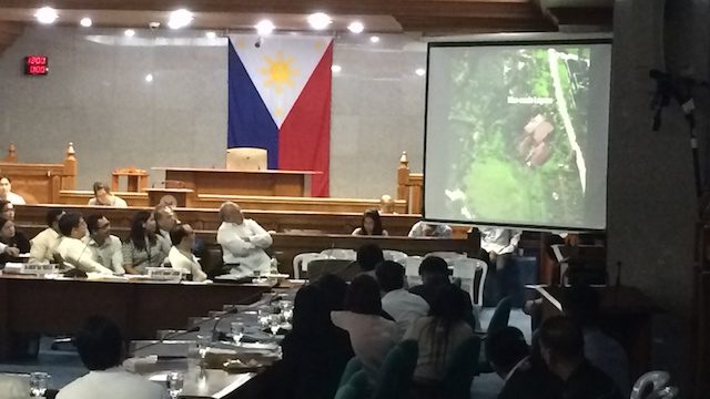 'HACIENDA BINAY.' Former Makati vice mayor Ernesto Mercado shows videos of the alleged property of Vice President Jejomar Binay in Batangas at a Senate hearing on October 8, 2014. Rappler photo