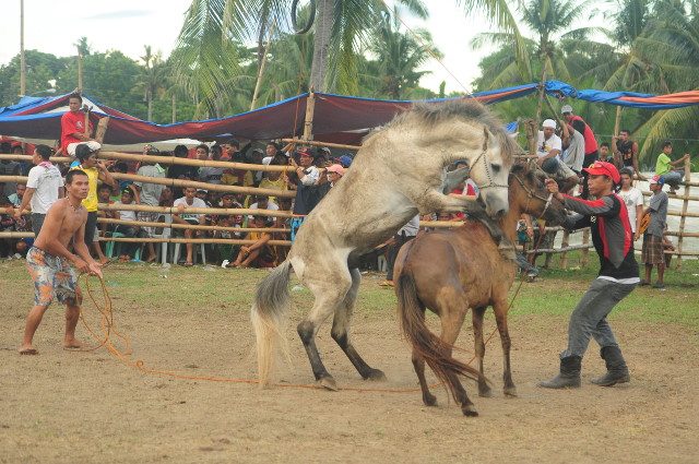 INDUCED AGGRESSION. Before a fight begins, male horses are brought near mares in heat and restrained to induce aggressive behavior. Photo by NFA Philippines 