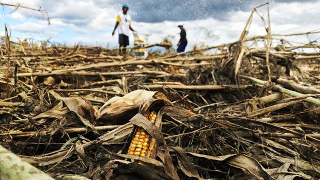 WASTED CROPS. Farmers lose their livelihood to Typhoon Ompong. Photo by Raymon Dullana/Rappler  