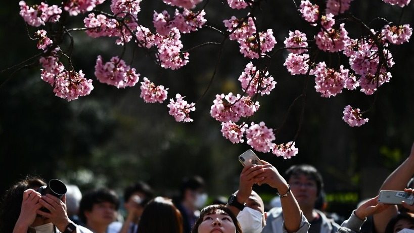 Joy of spring: Japan celebrates cherry blossoms despite coronavirus