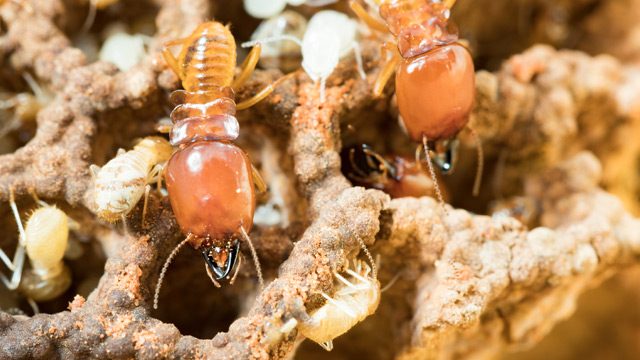 Termites sacrifice their elderly in ant wars – study