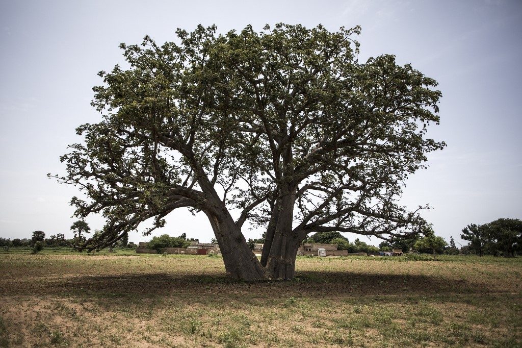 Stunning Senegal baobab forest being swallowed by mining