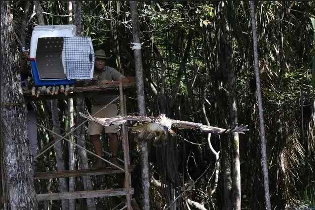 Miriam Santiago wants to probe death of PH eagle Pamana