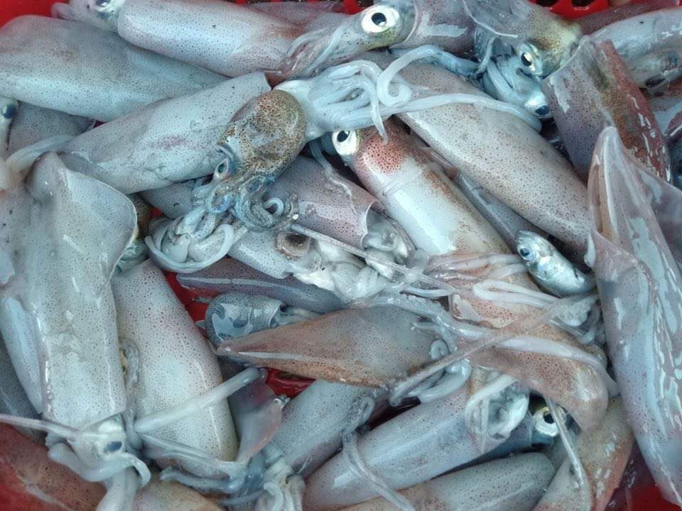 Sorsogon town buys, sells seafoods to residents at lower prices