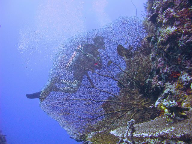 DIVING HAVEN. The Togean Islands in Sulawesi’s Gulf of Tomini host dozens of dive sites with gorgeous coral reefs, gigantic sponges, calm waters and great visibility of up to more than 40 meters. All photos by Nila Tanzil 