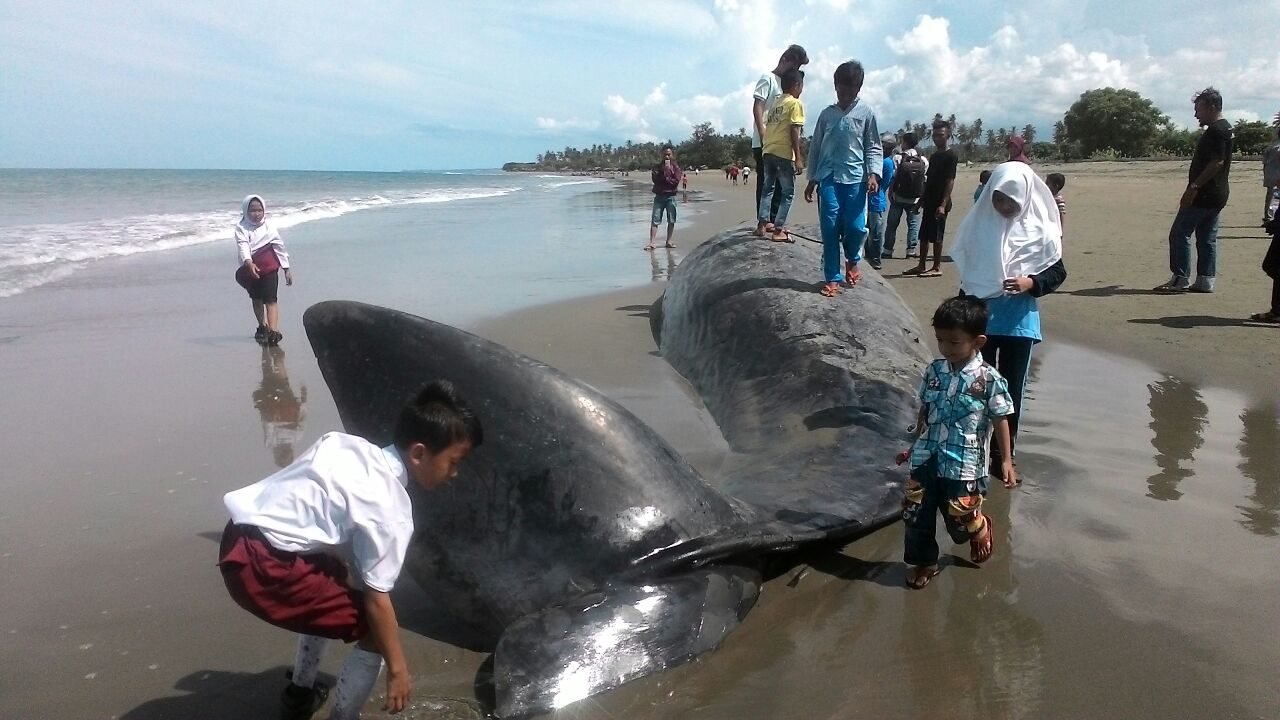 Kesetiaan paus menunggu temannya yang terdampar di Pantai Aceh