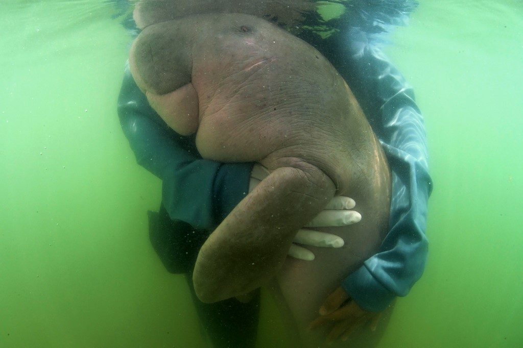 Beloved baby dugong ‘Mariam’ dies in Thailand with plastic in stomach