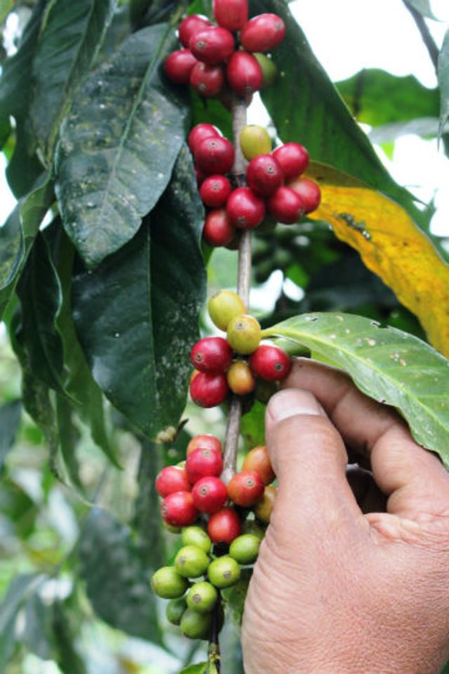 KOPI. Petani tengah memetik biji kopi dari pohon. Foto oleh Ari Susanto/Rappler 
