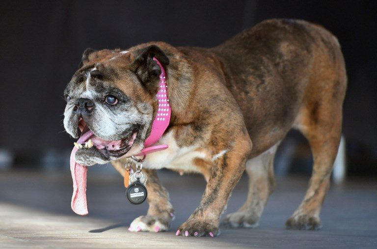 LOOK: Zsa Zsa the english bulldog is ‘world’s ugliest dog’