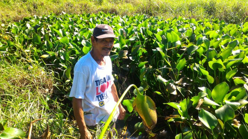 EMPOWERED COMMUNITY. HiGI Energy believes in prosumer capitalism—where the consumer is also the producer of a product. In this file photo, a farmer is harvesting water hyacinth from a lake.  