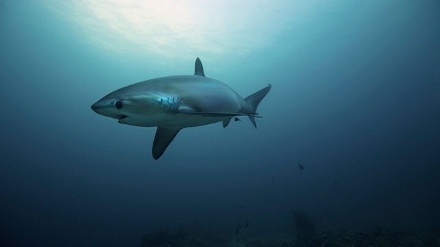 Shark tourism and the rebuilding of Malapascua