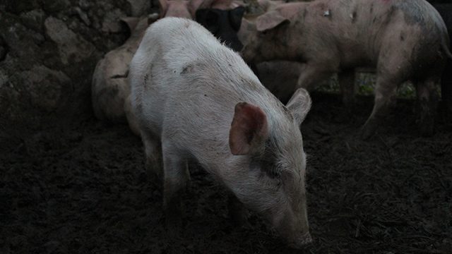 Indonesia buries over 1,000 cholera-hit pigs