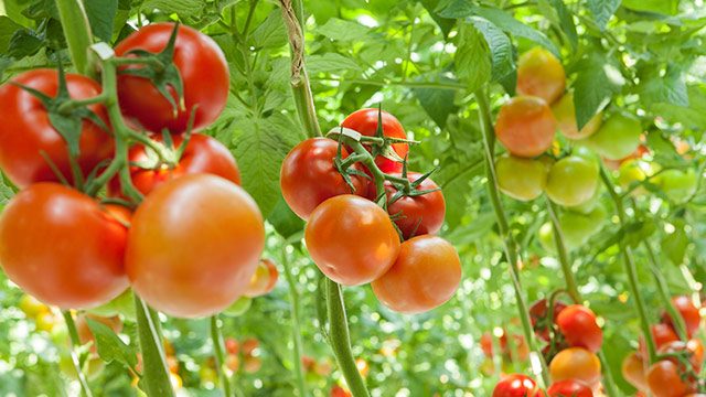 Italian hydroponics farm bets on ‘red gold’