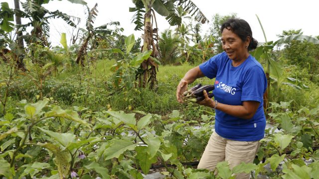 NEW CROPS. Maria harvests the eggplant at their familyâs organic vegetable garden just right across their house. Mariaâs family used to be solely dependent on coconut farming but after Typhoon Yolanda and other typhoons, the family learned to diversify their livelihood. Photo by Plan International 