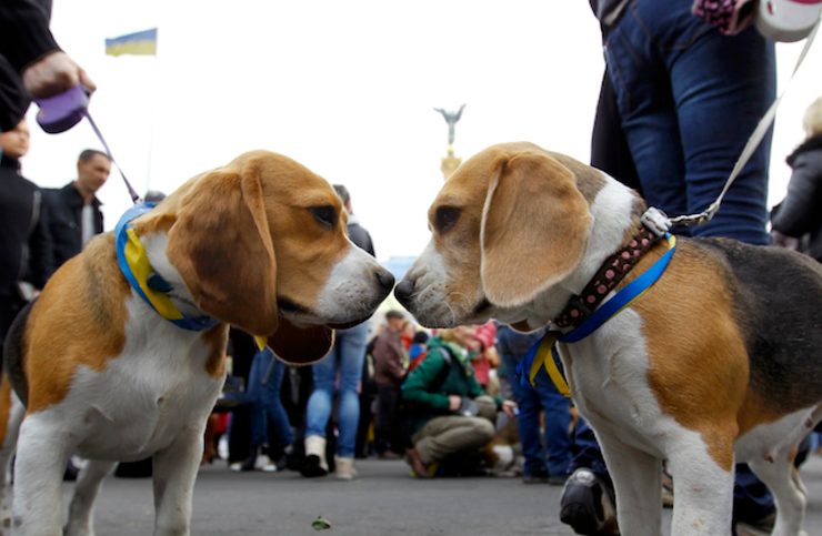 Dogs are jealous when owners play with other ‘dogs’ – study