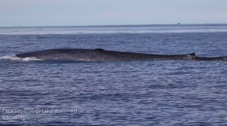 WATCH: Bughaw, the blue whale, swims along Dumaguete coast