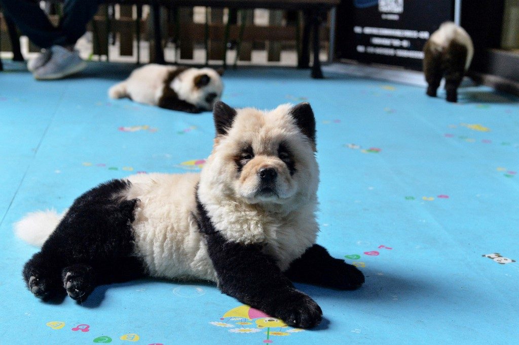 ‘Panda dog’ cafe sparks China animal rights debate