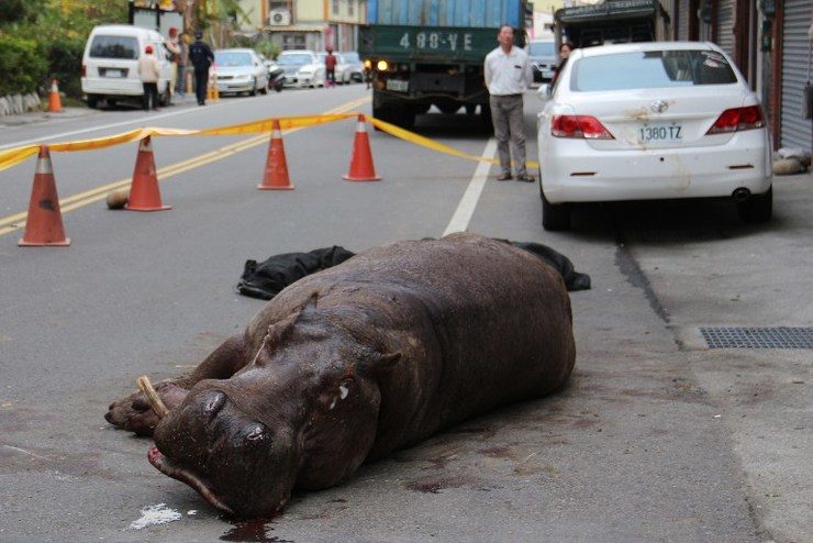 Hippo jumps from moving truck in Taiwan, startling locals