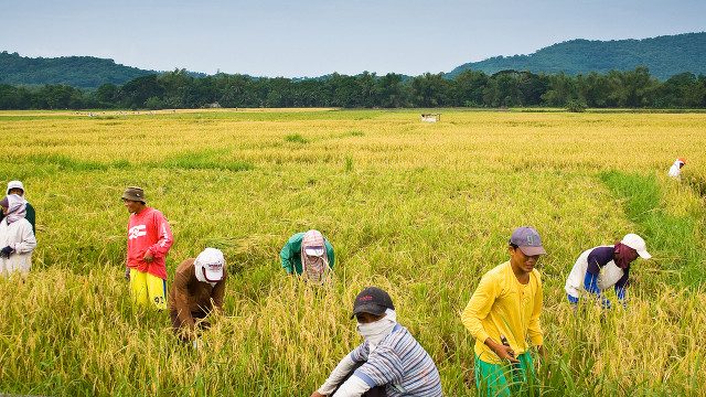 Palay, corn production forecast down in Q1