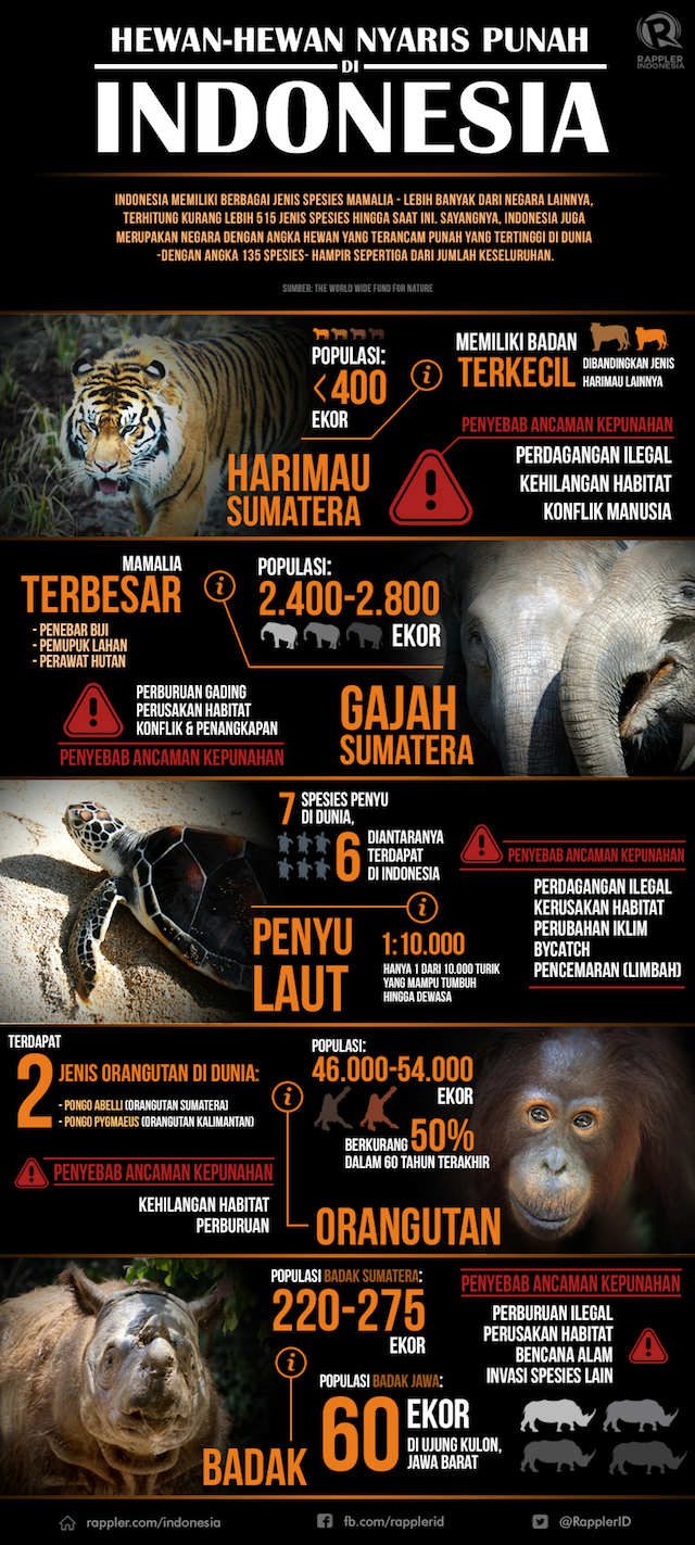 Perdagangan hewan yang dilindungi masih marak di Indonesia