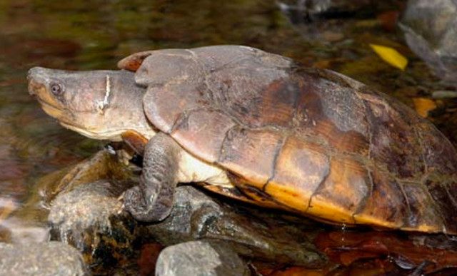 ENDEMIC. This is an adult male Palawan Forest Turtle photographed in its primary habitat in Palawan. Photo by Rafe Brown 