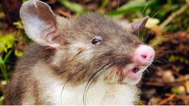 NEWEST MAMMAL. The hog-nosed shrew rat was discovered in Sulawesi island. Photo from Museum Victoria 