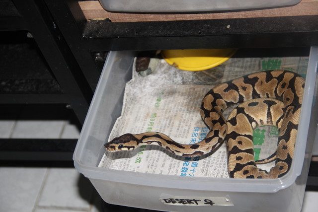 SCARY FINDS. This ball python was found in plastic drawers along with several other snakes, crocodiles, and turtles in a raid in December 2014 