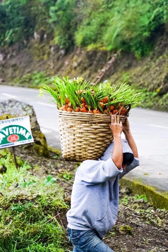 HAULING CARROTS. Jeyrick Sigmaton lugs a bushel of carrots from his family's farm. Photo from Edwina T. Bandong's Facebook page 