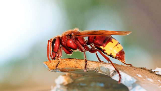Mother and daughter killed by hornets in Cambodia