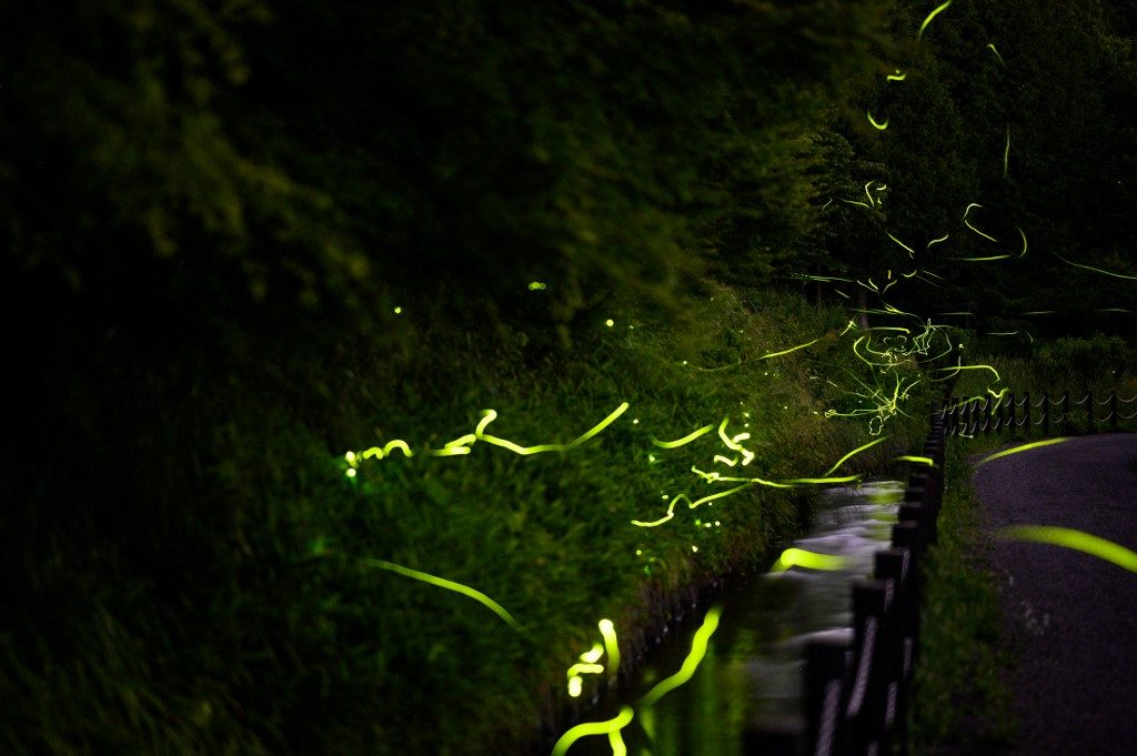 With festival canceled by virus, Japan fireflies dance alone