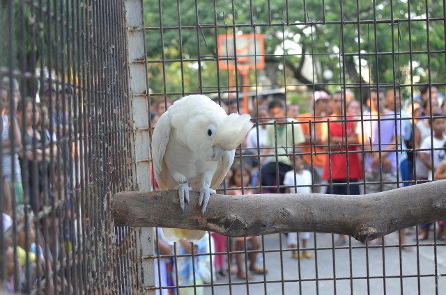 SAVED. A critically-endangered Philippine cockatoo (or red-vented cockatoo) is one of the birds saved by the DENR and CIDG team in a September 2014 mausoleum raid 
