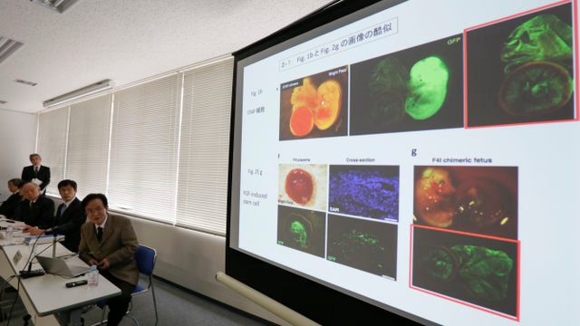 Top Japan lab dismisses controversial stem cell study