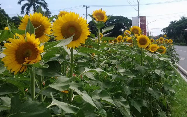 In UP Diliman, the sky is cloudy with a chance of sunflowers