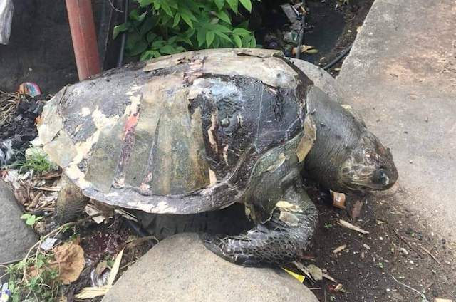 Sea turtle found dead in Negros Occidental