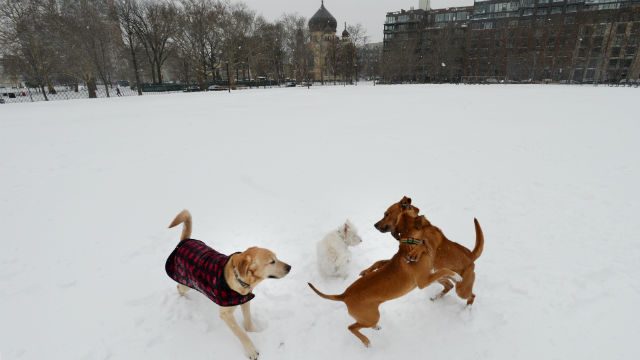 SNOW FUN. Dogs play in a snowy park following a winter storm in Brooklyn, New York, USA. Photo by Justin Lane/EPA 